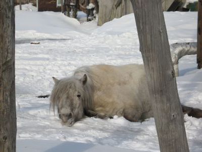  Усталая грустная лошадь в Среднеколымске.