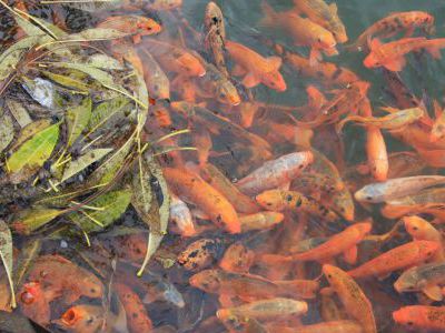 Рыбки в императорском пруду в Хьё.