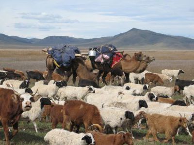 Перегоняют стада поближе к Улан-Батору.